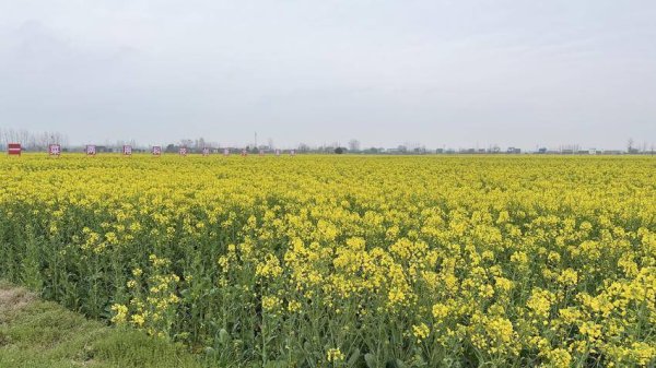 石首市启动油菜“一促四防” 筑牢夏油丰收基础